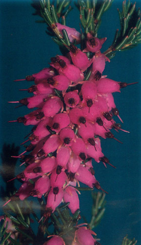 Erica x darleyensis 'Furzey'