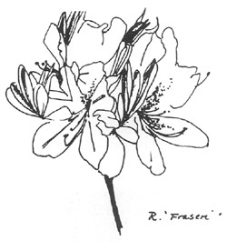 R. 'Fraseri'