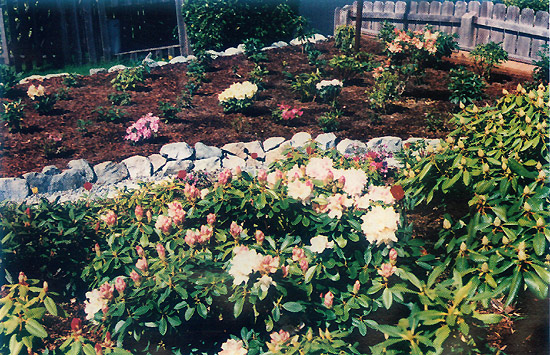 Rhododendrons with bark mulch.