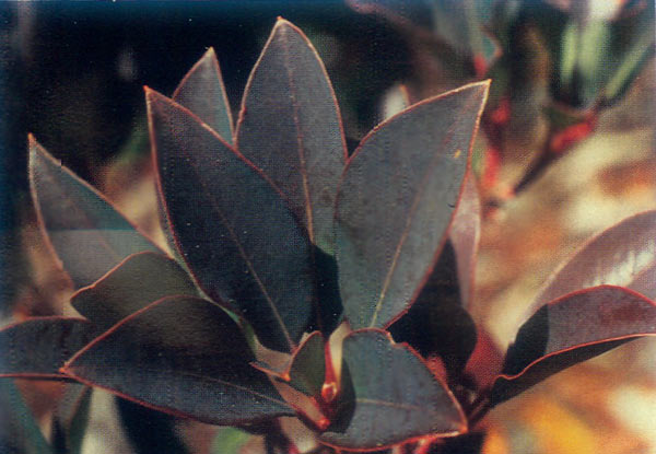 R. rigidum