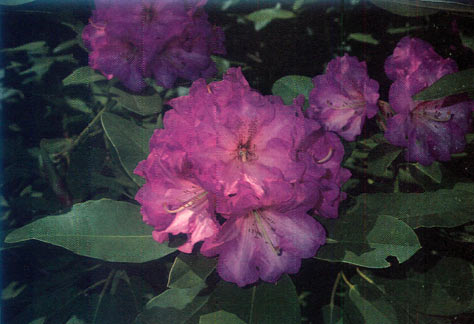 R. 'Alice Poore'