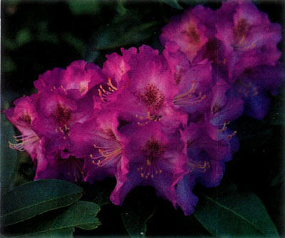 R. 'Purple Stars'