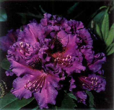 R. 'Melanie Shaw'