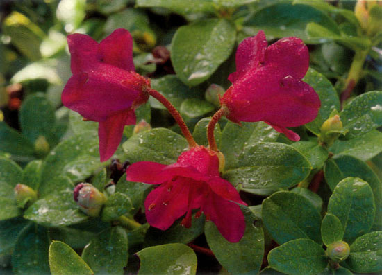 R. campylogynum 'Bodnant Red'