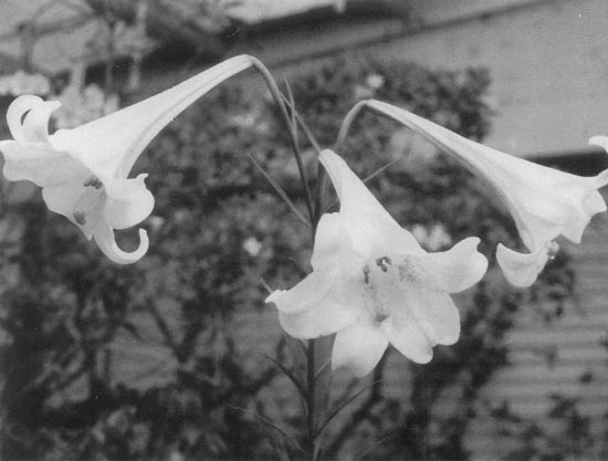 Lilium formosanum