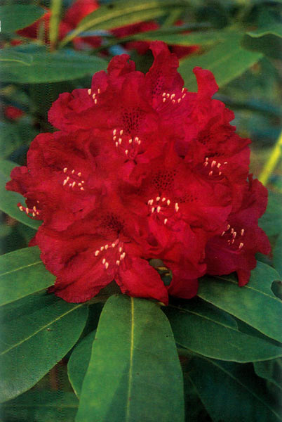 R. 'Alexandra's Ruby'