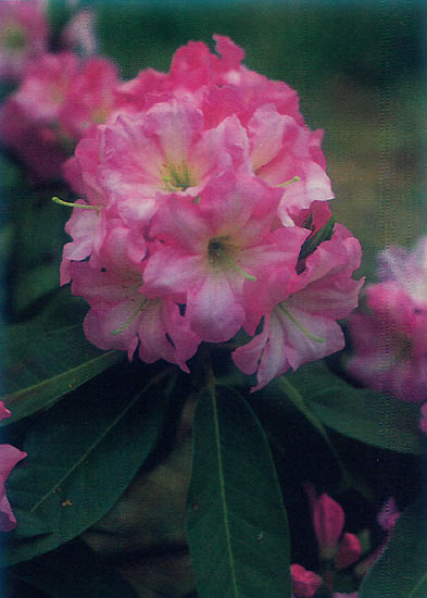 R. 'Pink Sparkler'