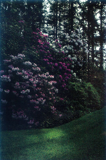 Marshall Majors' garden, 
Bainbridge Island, Washington.