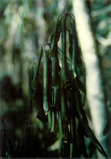 Rhododendron leaf curl