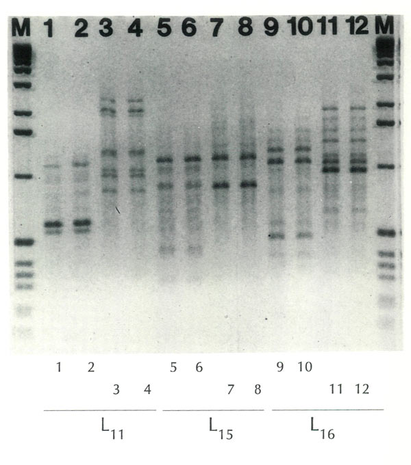 Fingerprints of two rhododendron 
species with 3 primers