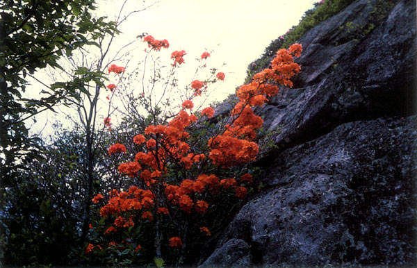 Form of R. calendulaceum found at 
Jane Bald