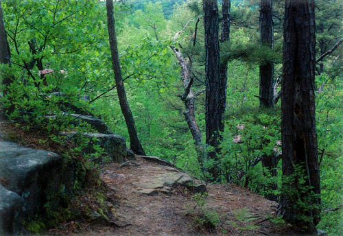 Rhododendron prinophyllum in Hawn State 
Park