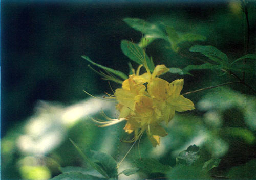 Rhododendron calendulaceum from 
Pike County, Ohio