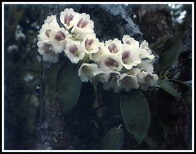 R. phaeochrysum