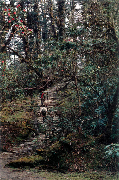 West Sikkim, R. hodgsonii forest, 
11,500 feet.