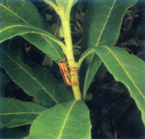 Oviposition wounds on new growth.