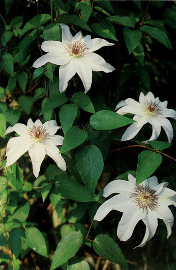 Clematis 'Starfish'