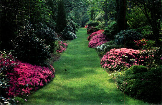 Play-Pen with 'Michael Hill' and
'Gabrielle Hill' in bloom.