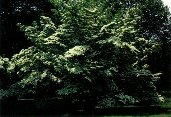 Cornus 'Blue Shadow'