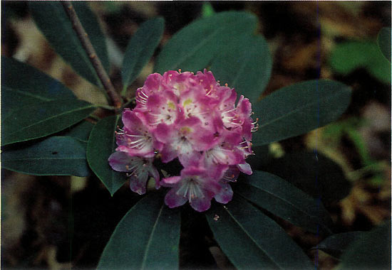 Pink flowered seedling from seed of
red maximum 'Mt. Mitchell' RSF 75/137