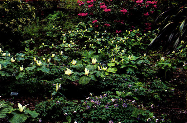 Trillium chhropetalum