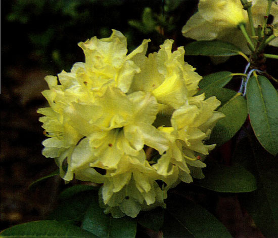 'Queen Anne's' [Skinner] x 
'Golden Star'