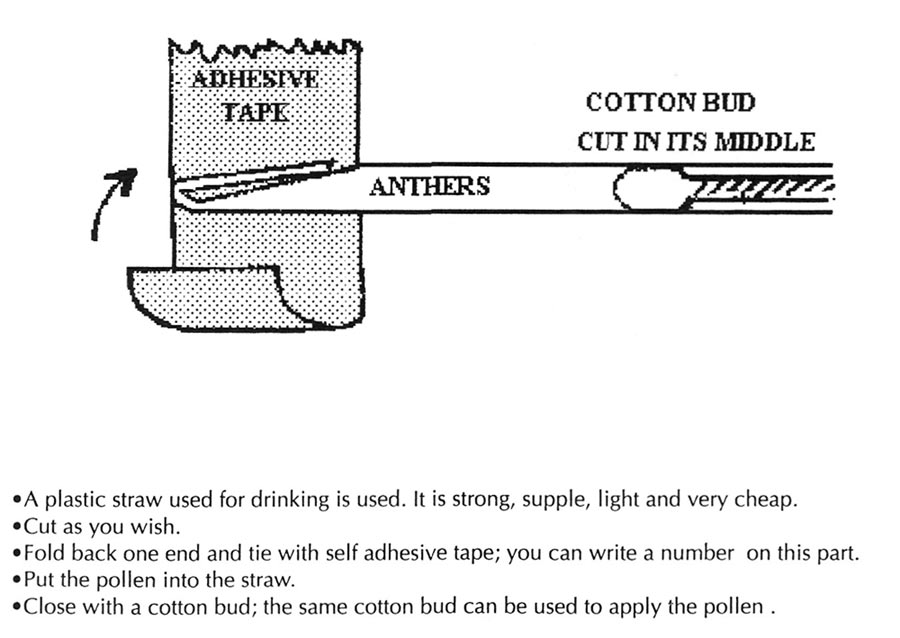 Collecting pollen with a straw