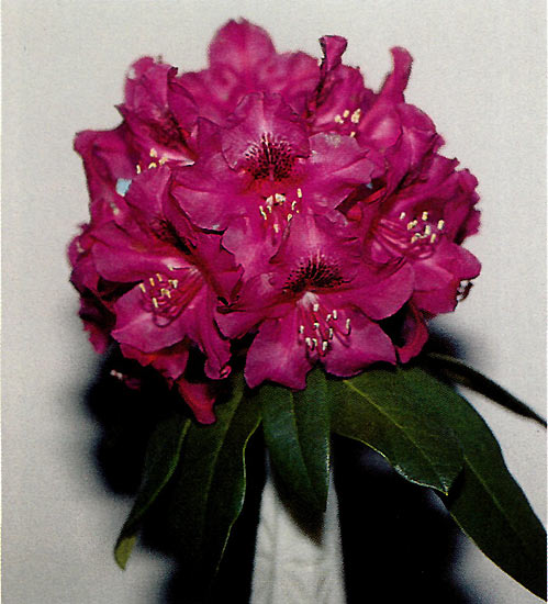 ('Sefton' x 'Purple Splendour') x
('America' x 'Mars')