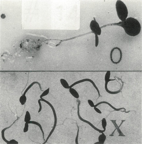 R. 'Venda Kee' seedlings response to
colchicine