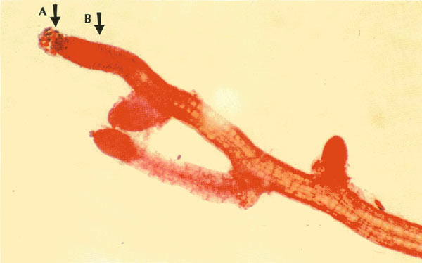 orcein stained seedling root of
'Gladys Monroe'