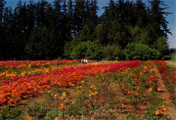 Azalea fields, Arneson Nursery