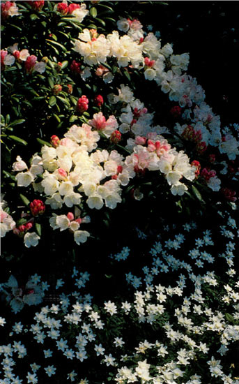 R. yakushimanum with Anemone nemorosa 
floreplena.