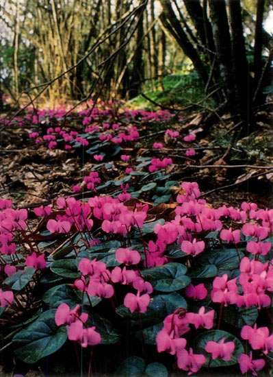 Cyclamen coum