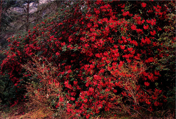 R. neriiflorum var. euchaites