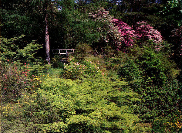 Crarae Glen Garden in May