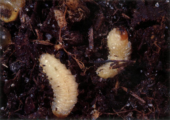 Figure 3. Last instar black
vine weevil larvae.