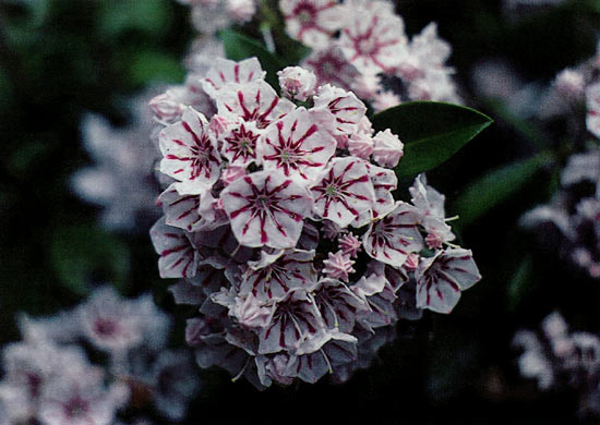 Kalmia 'Peppermint'