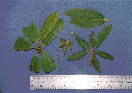 Figure 2. Black vine weevil feeding notches
in rhododendron leaves.