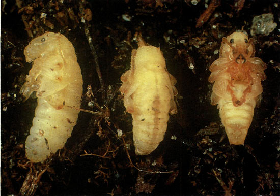 Figure 4. Black vine weevil pupae.