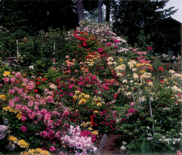 Scene of Fred and Jean Minch's garden