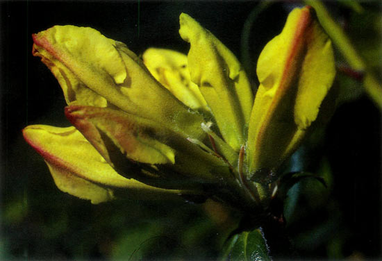 R. 'California Gold'