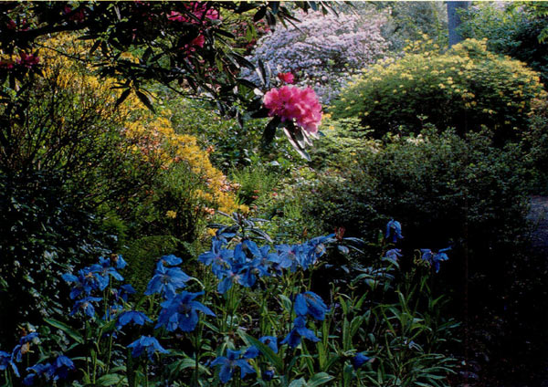 Rhododendrons and Meconopsis in the
Peace Plot at Inverewe Garden.