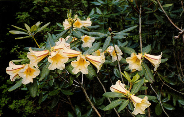 R. dalhousiae var. rhabdotum at Brodick