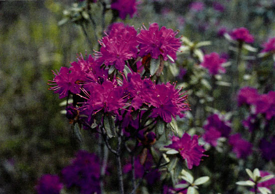 Flower of R. parvifolium subsp. parvifolium
on the Paekmu Plateau