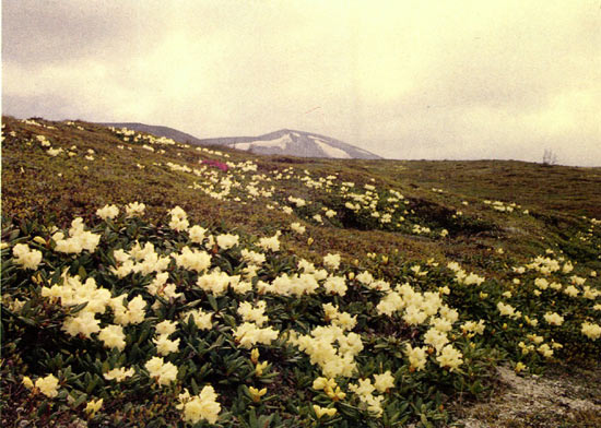 R. aureum in the alpine zone of Mt.
Paekdusan