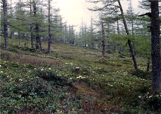 R. aureum on Mt. Paekdusan