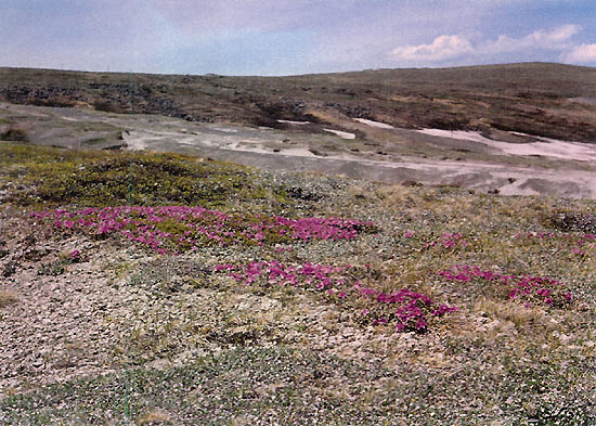 R. parvifolium subsp. alpinum on Mt.
Paekdusan