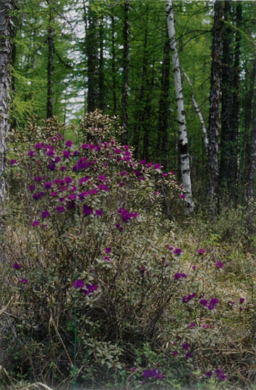 R. parvifolium subsp. parvifolium on the
Paekmu Plateau, about 1,400 meters.