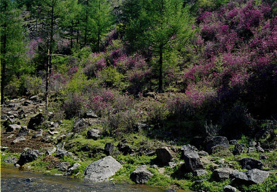 R. dauricum flowering on the foothills
of the Changbaishan Mts.