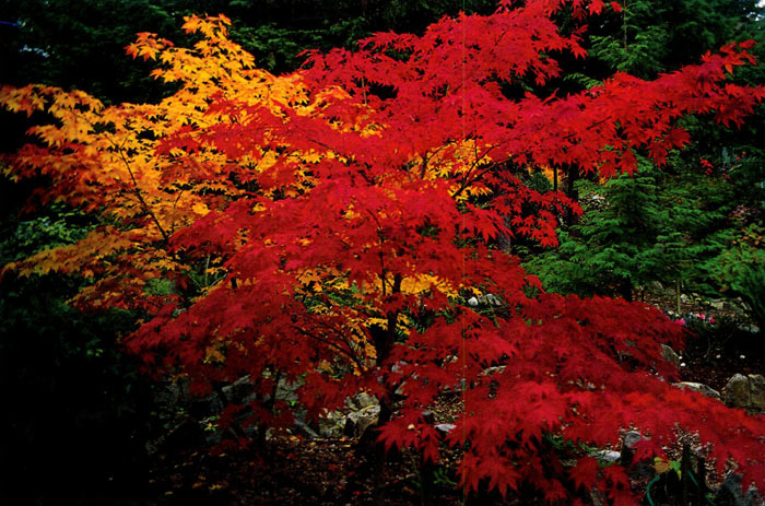 Acer palmatum hybrids